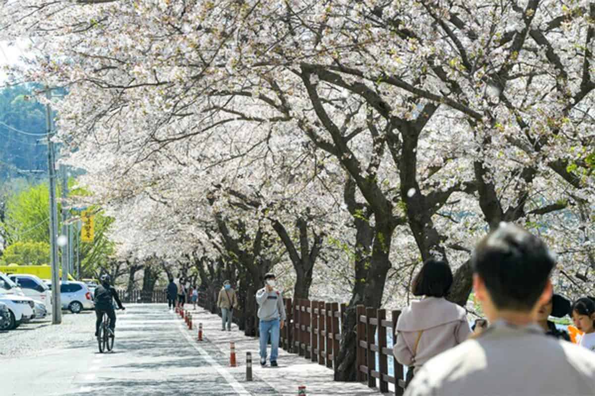 용당뚝방길 벚꽃축제 용당뚝방길 벚꽃축제