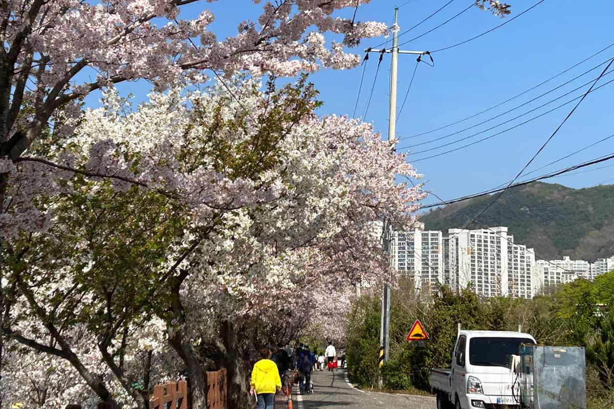 용당뚝방길 벚꽃축제 현장 용당뚝방길 벚꽃축제 현장