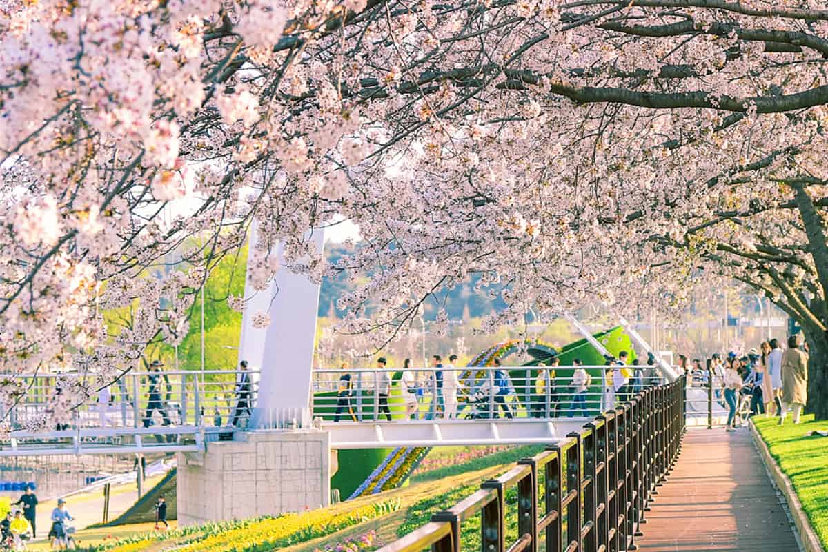 순천 동천 벚꽃길 순천 동천 벚꽃길
