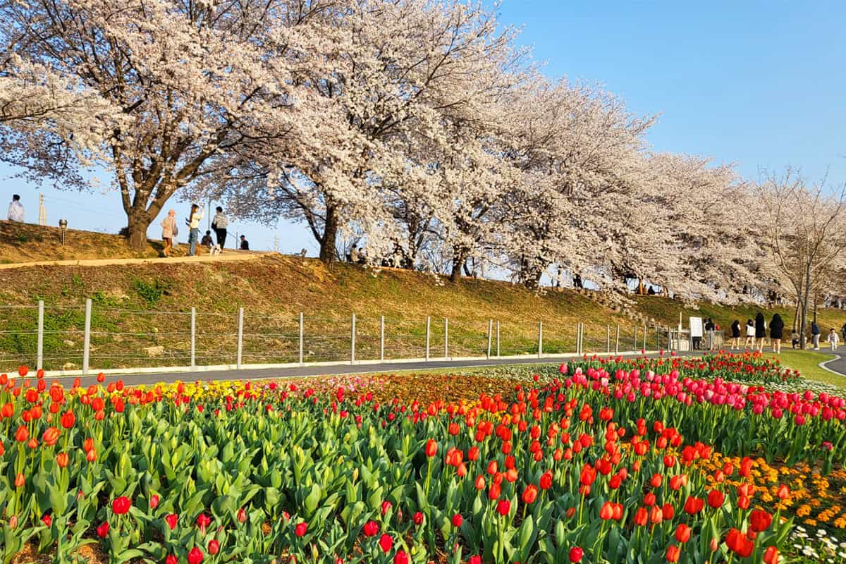 순천 동천 벚꽃과 튤립 순천 동천 벚꽃과 튤립