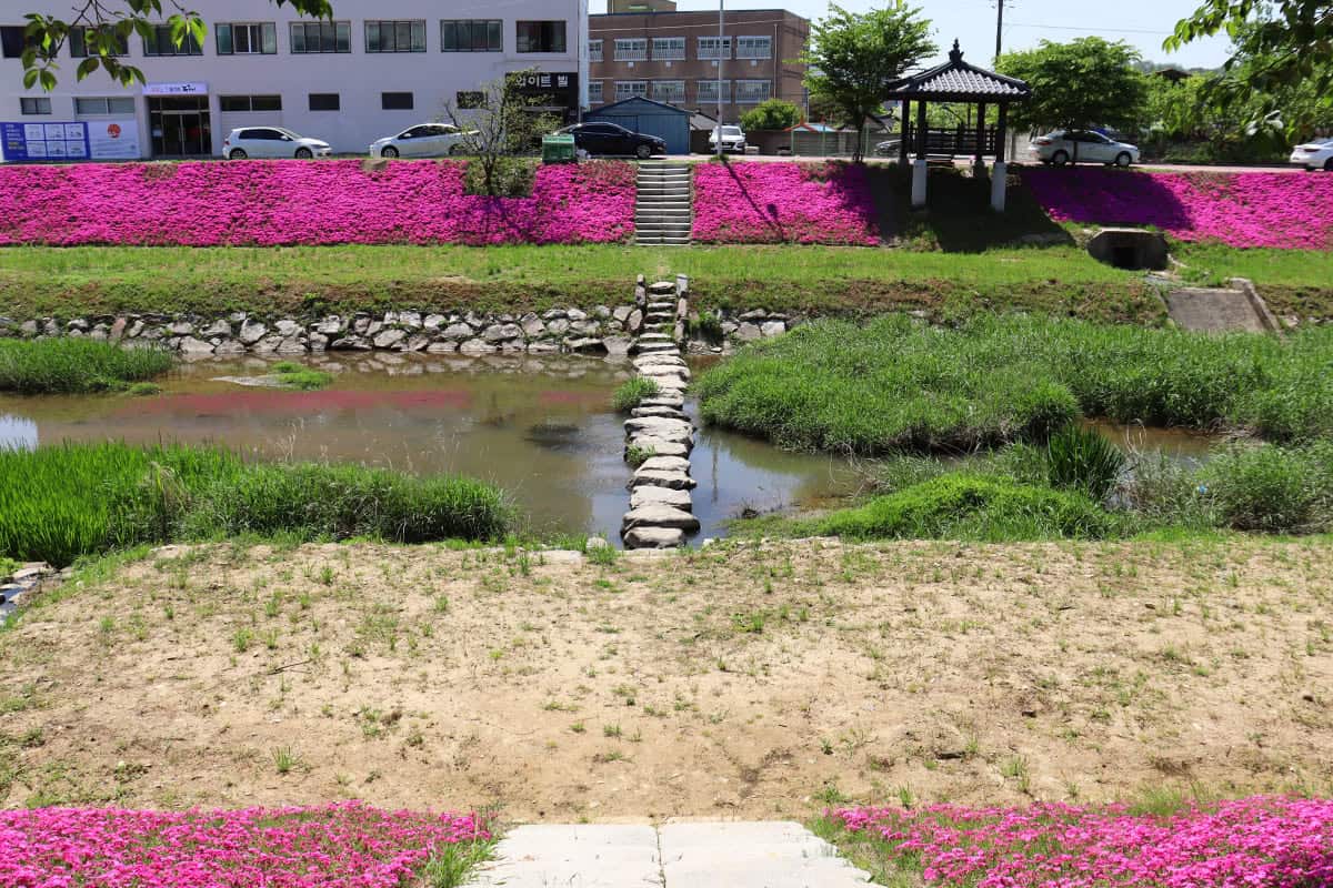 순창군 양지천 꽃잔디 순창군 양지천 꽃잔디