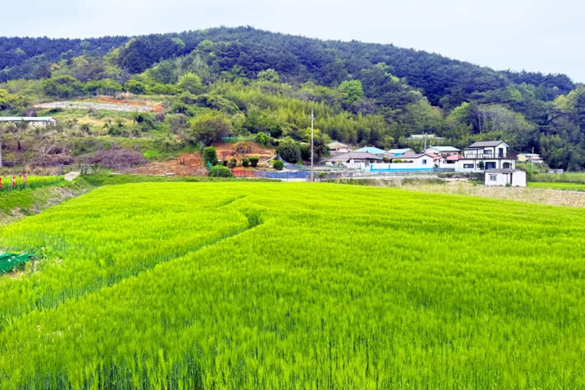 통영 한산도 대고포마을 청보리 통영 한산도 대고포마을 청보리