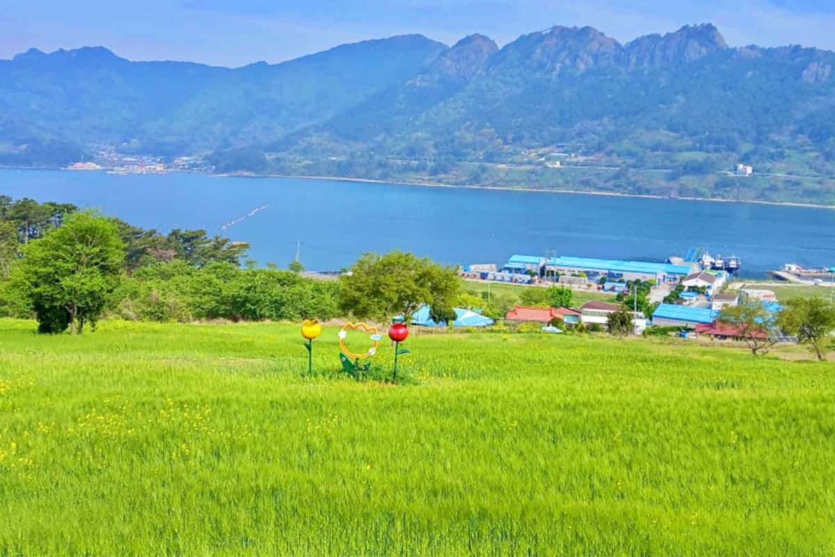 통영 사량도 덕동마을 청보리 통영 사량도 덕동마을 청보리
