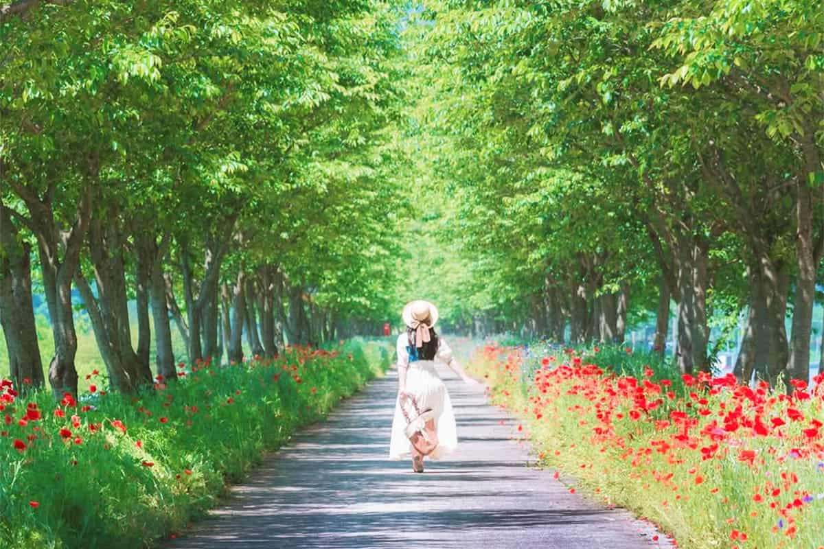 의령 화정 3km 양귀비 꽃길
