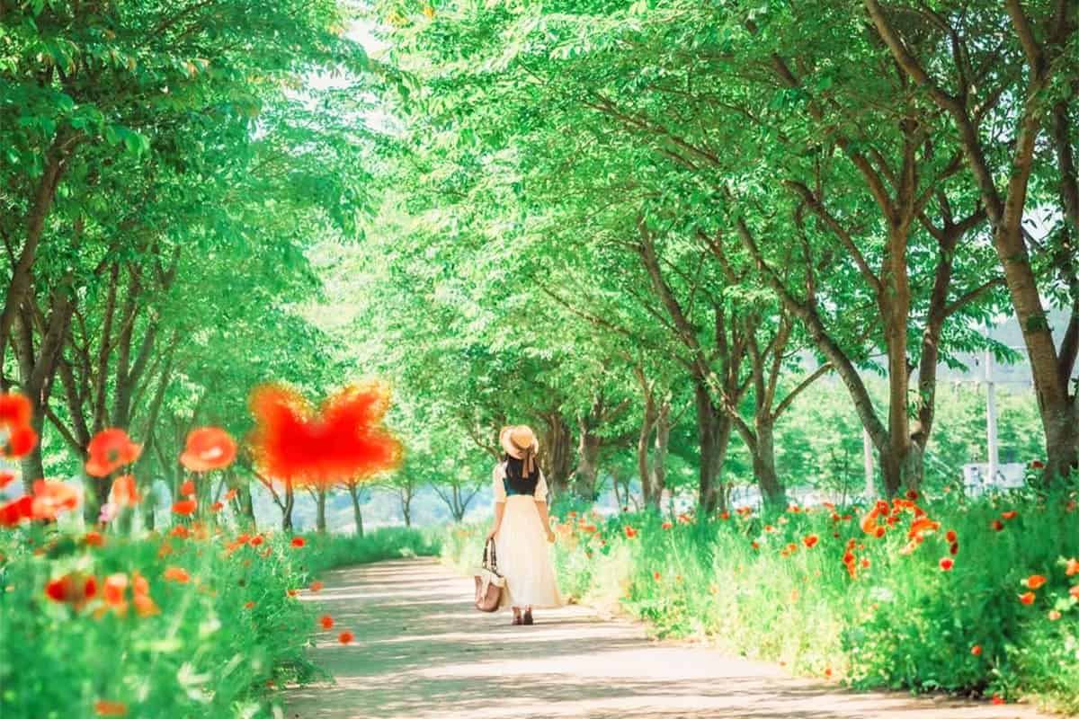의령 화정 3km 양귀비 꽃길 풍경
