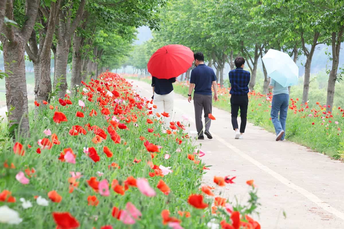 의령 화정 3km 명품 양귀비 꽃길