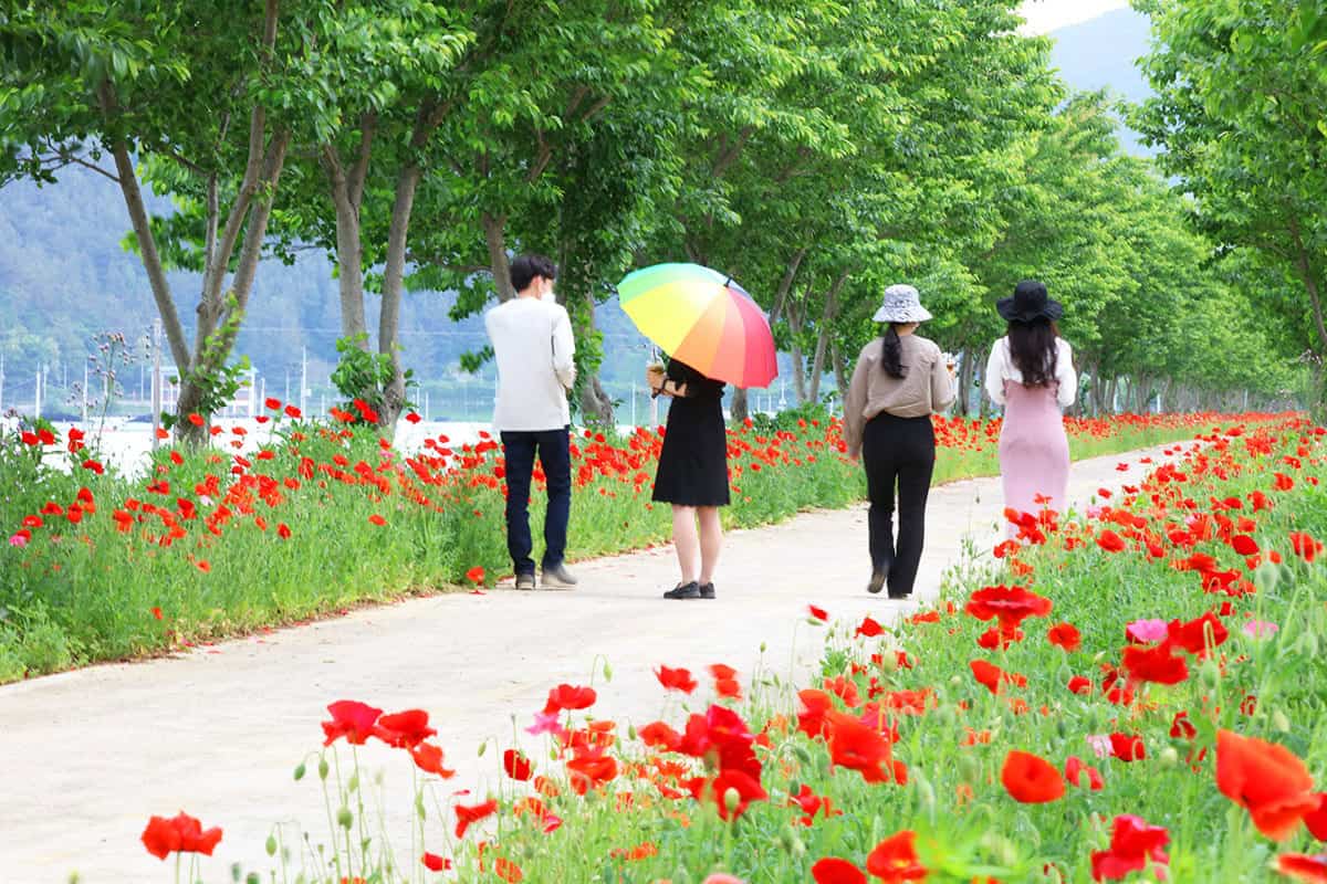 의령 화정 3km 명품 양귀비 꽃길터널