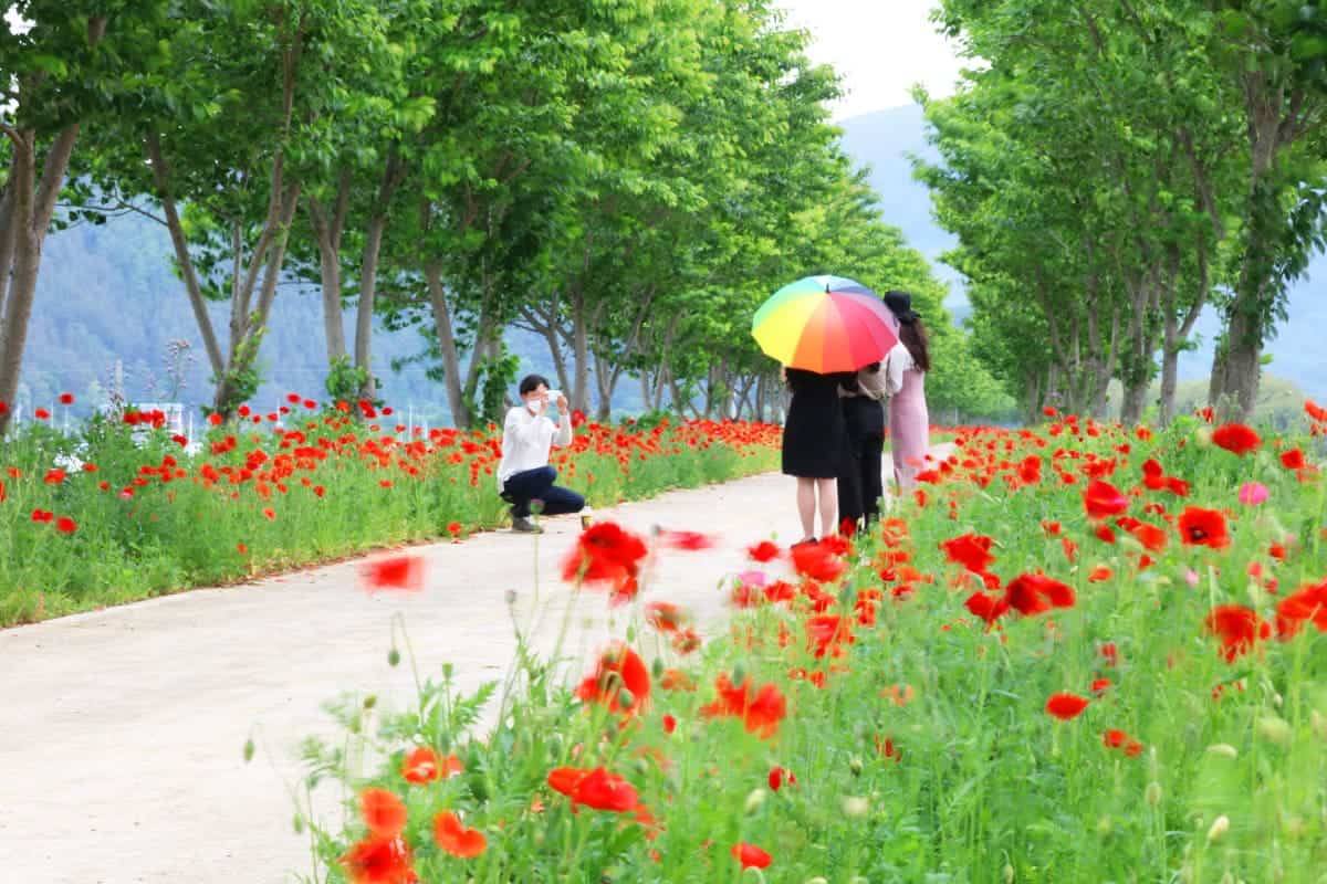 의령 화정 3km 명품 양귀비 꽃길 풍경