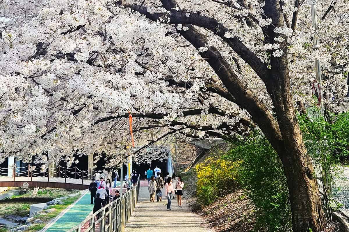 서울 양재천 벚꽃 서울 양재천 벚꽃