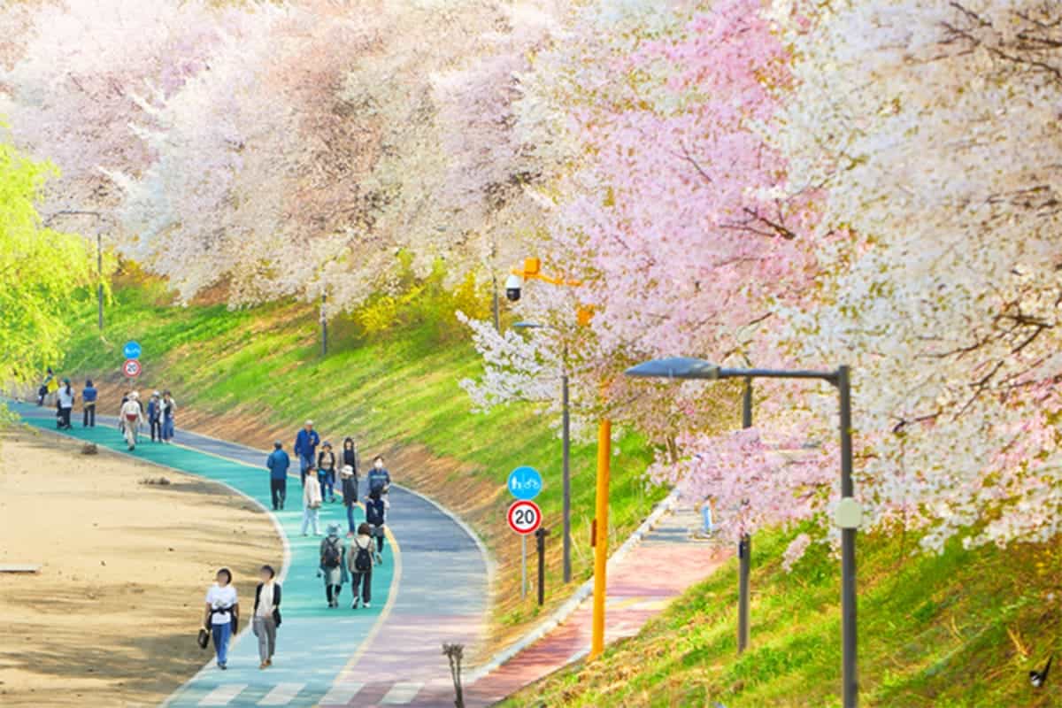 서울 양재천 벚꽃 풍경 서울 양재천 벚꽃 풍경