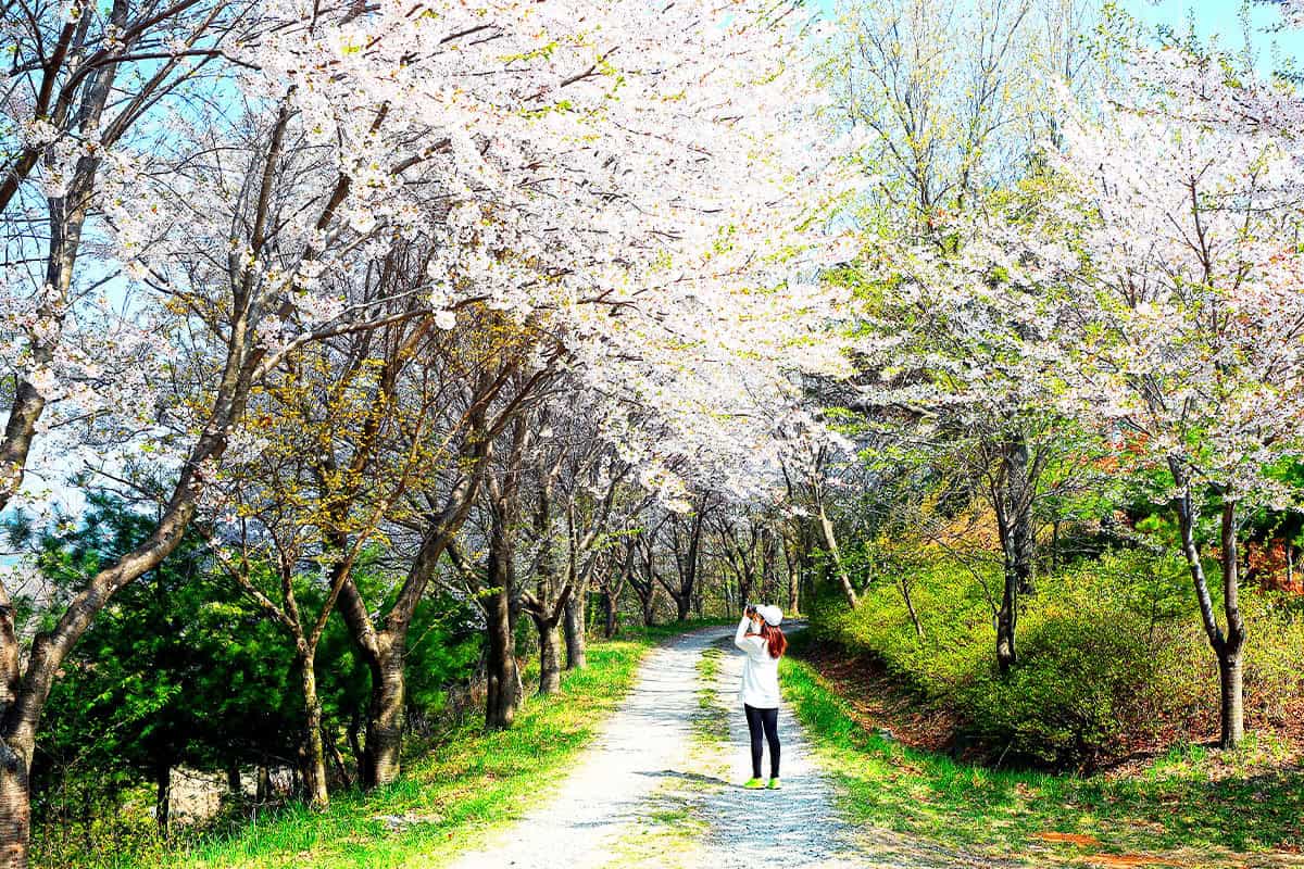 당진에서 보는 벚꽃 당진에서 보는 벚꽃