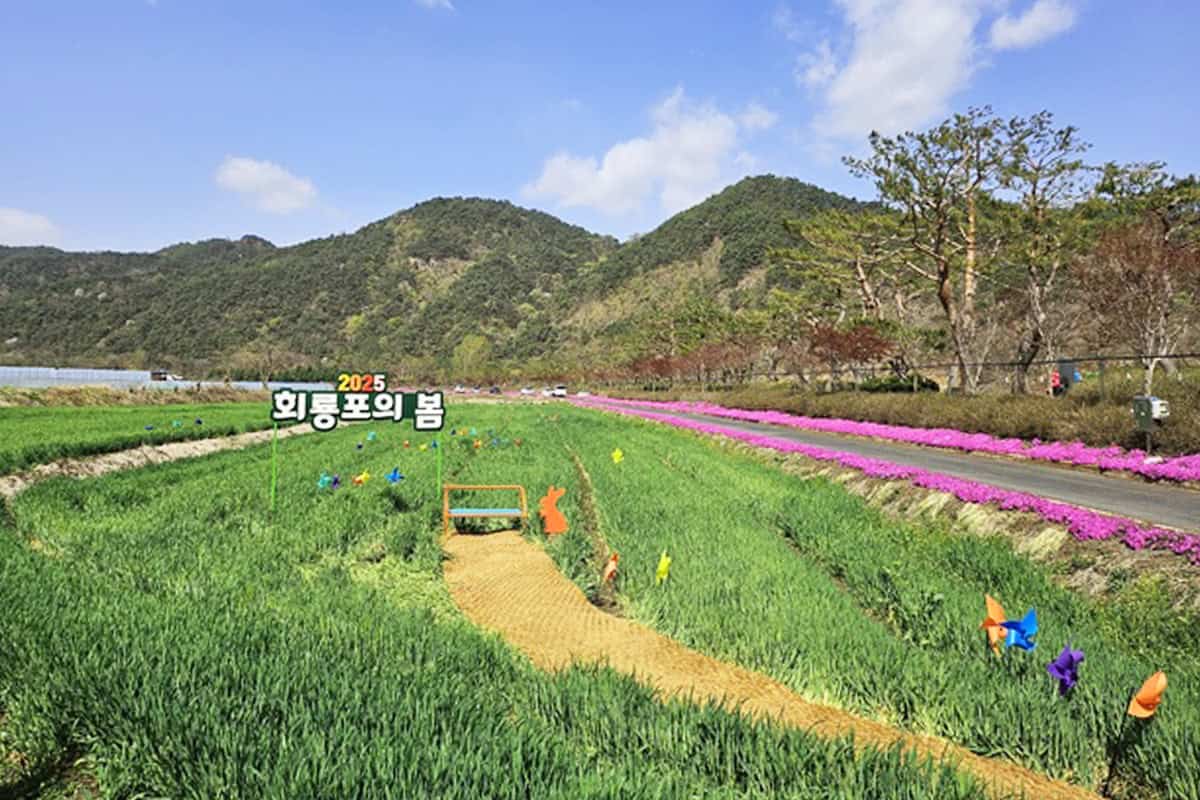 예천 회룡포마을 청보리