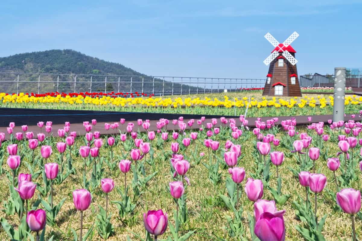 예천 삼강문화단지 튤립 예천 삼강문화단지 튤립