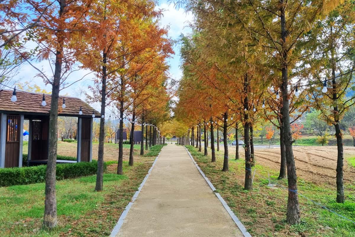 예천 삼강문화단지 맨발 산책로 예천 삼강문화단지 맨발 산책로
