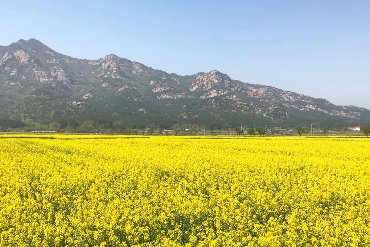 영암 월출산 개신리 유채꽃