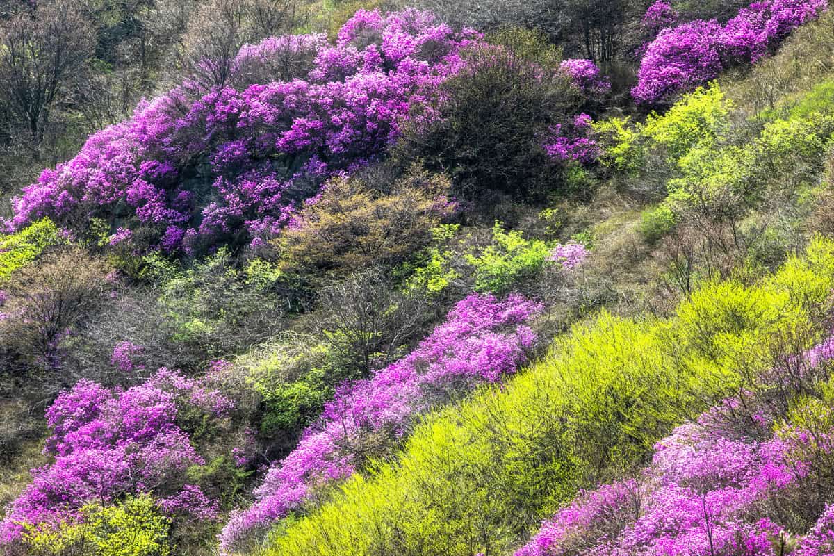 영취산 봄풍경 영취산 봄풍경