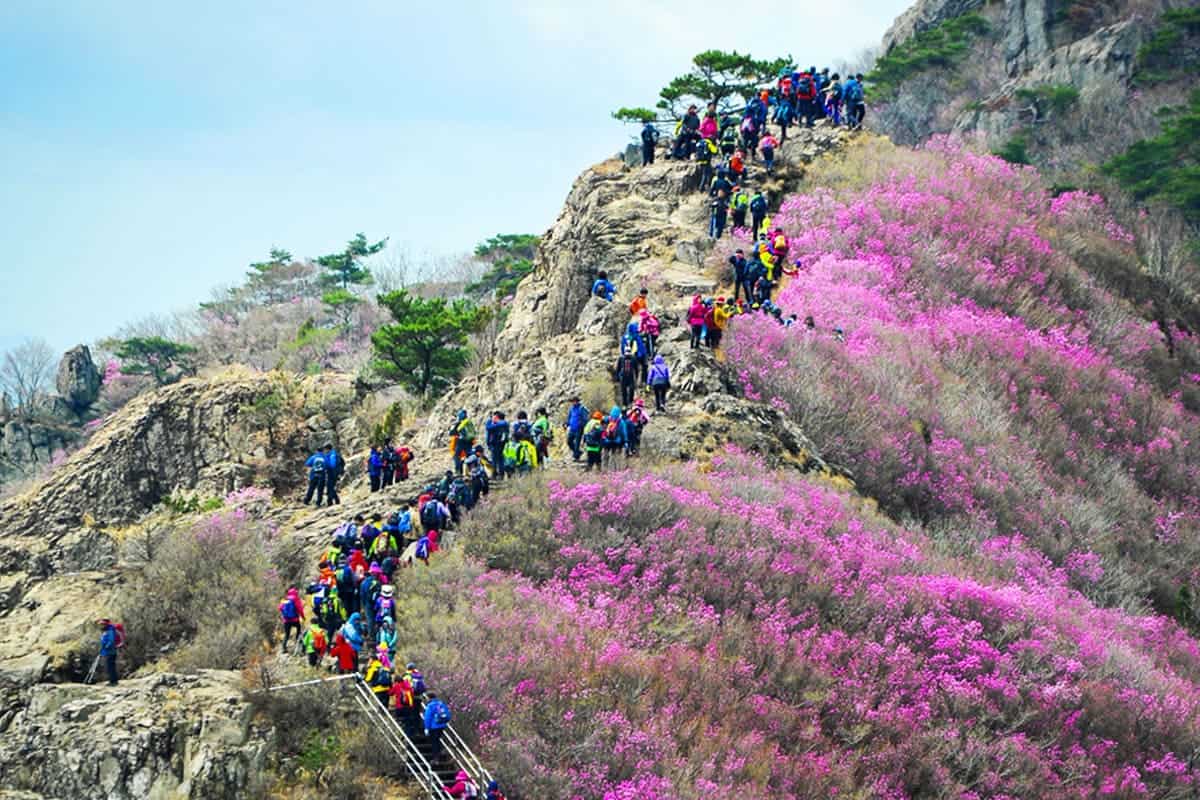 영취산 진달래 축제 영취산 진달래 축제