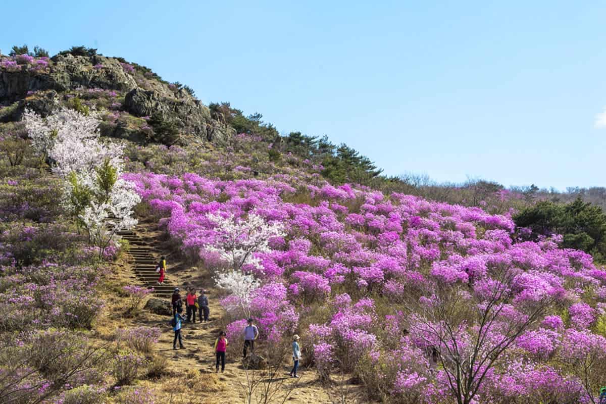 영취산 진달래 영취산 진달래