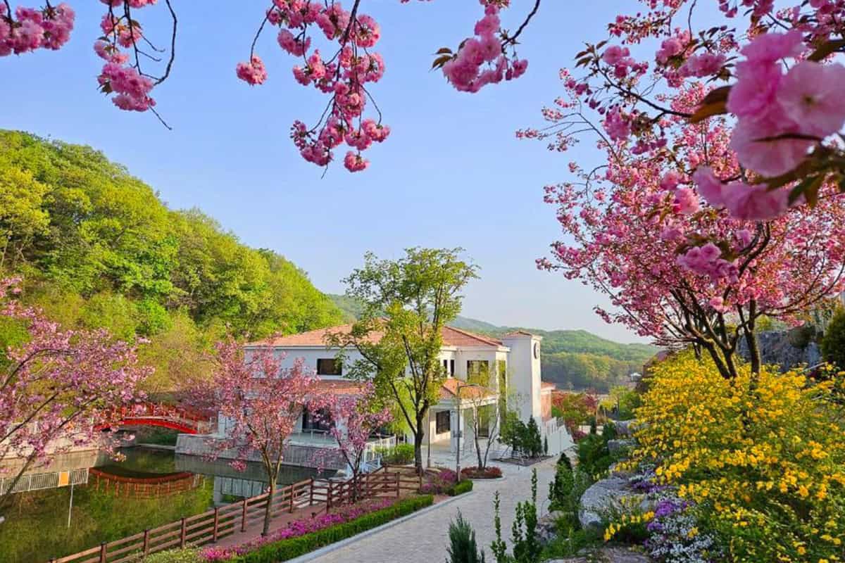 용인 자작나무숲 벚꽃 용인 자작나무숲 벚꽃