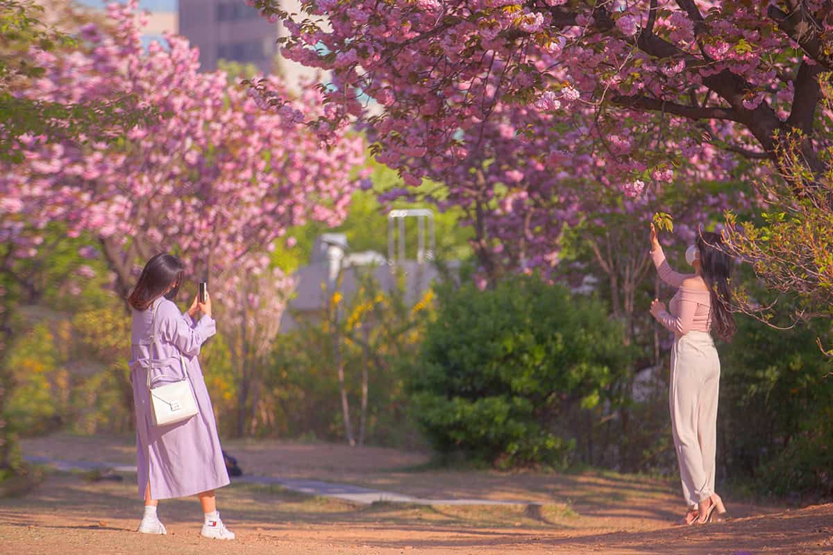 보라매공원 겹벚꽃 보라매공원 겹벚꽃