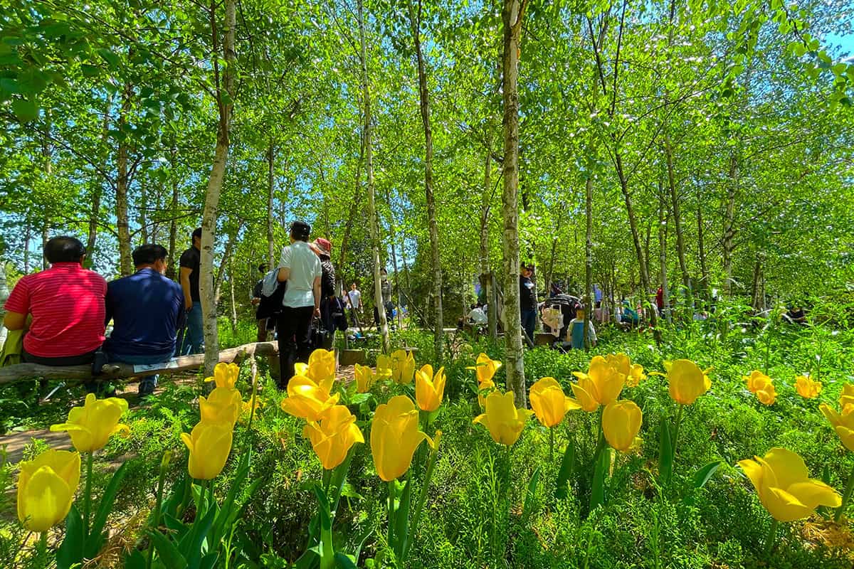 벽초지수목원 튤립 벽초지수목원 튤립