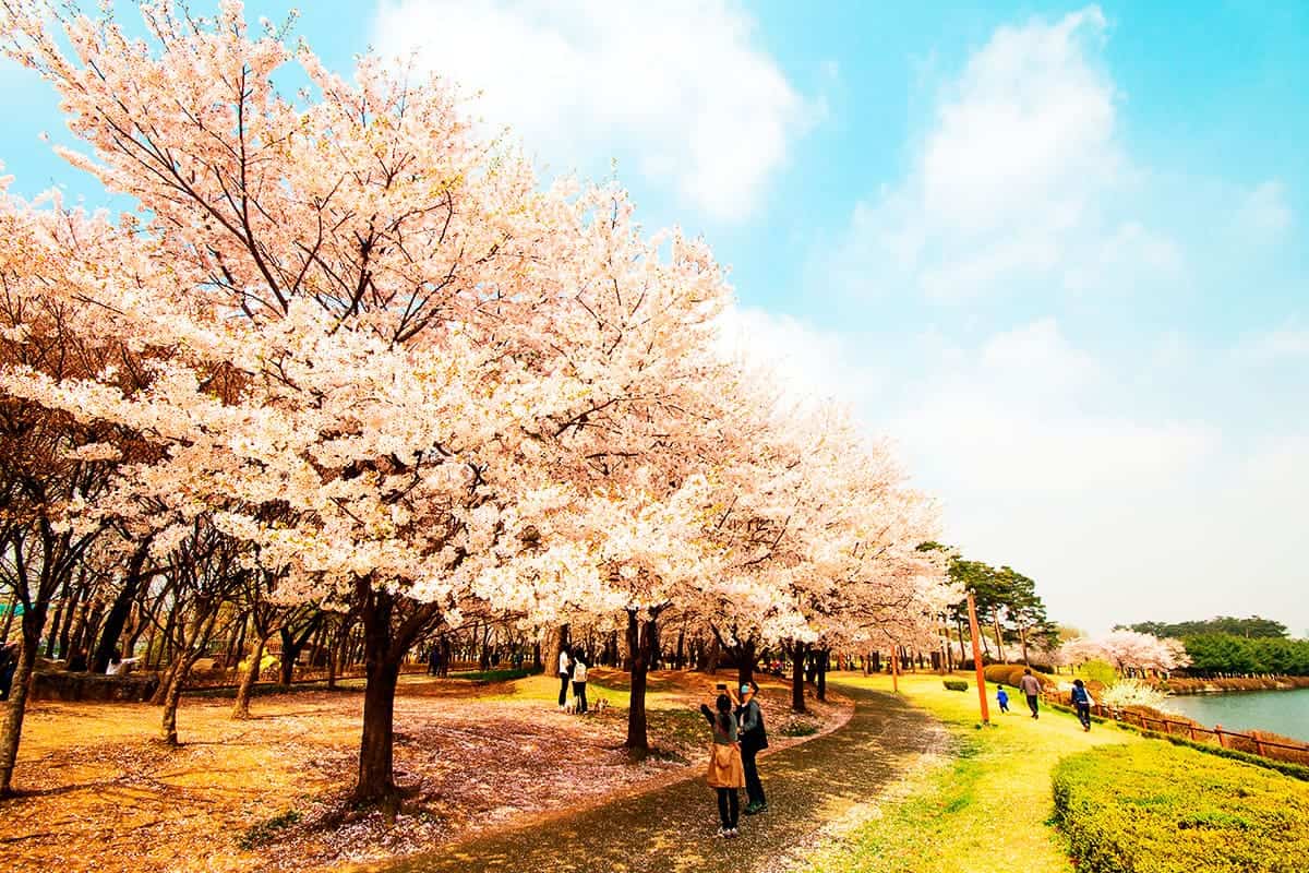 고양시 벚꽃 명소 일산호수공원 고양시 벚꽃 명소 일산호수공원