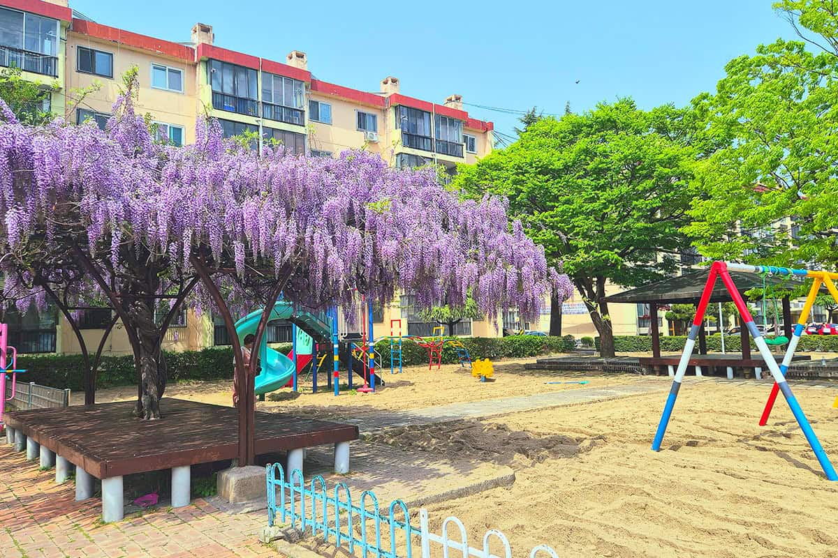 진주 상봉아파트 놀이터 보라빛 등나무꽃 진주 상봉아파트 놀이터 보라빛 등나무꽃
