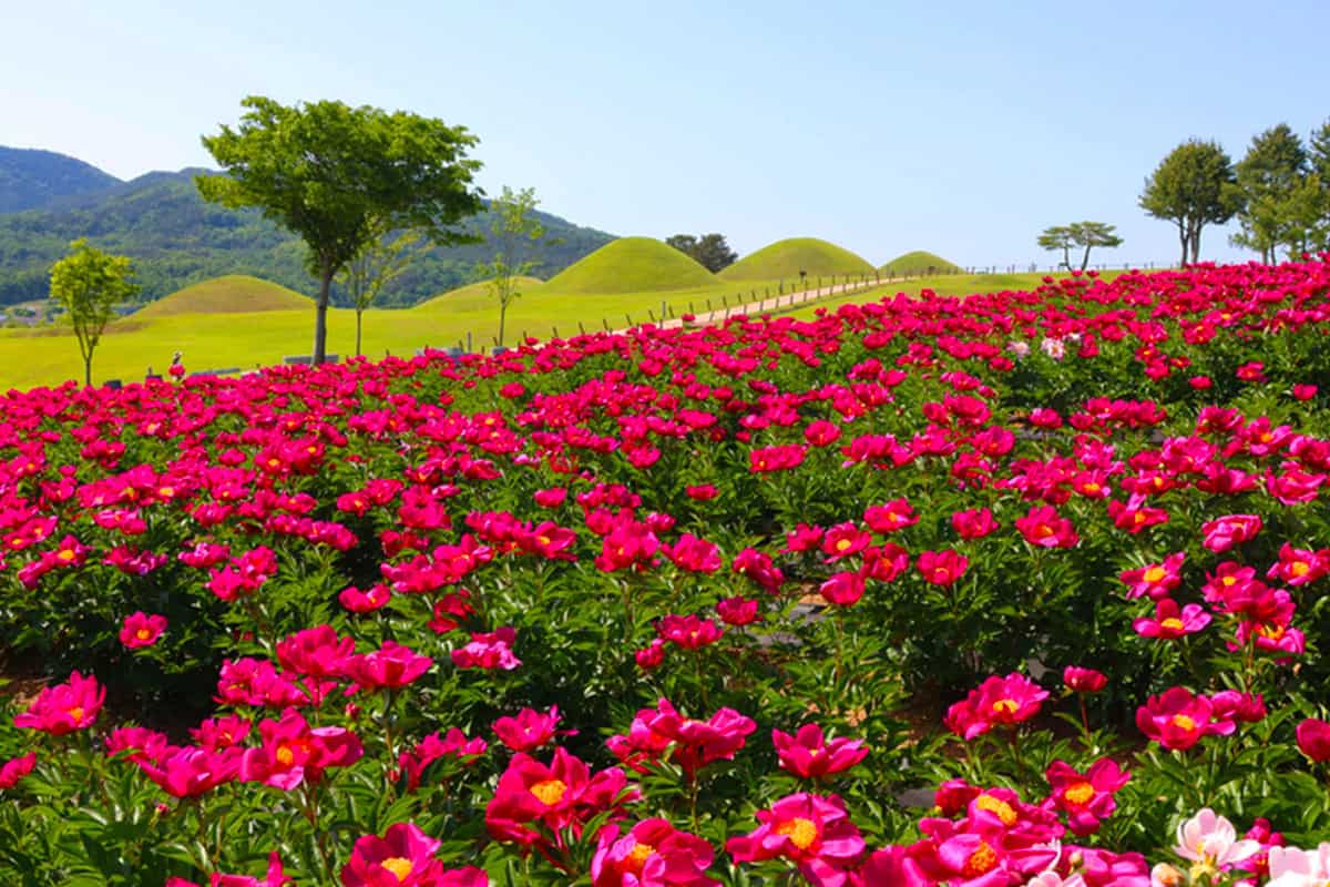 의성 작약꽃밭 의성 작약꽃밭