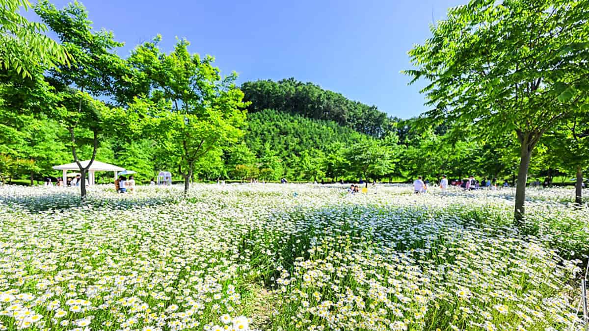 약양생태공원 데이지