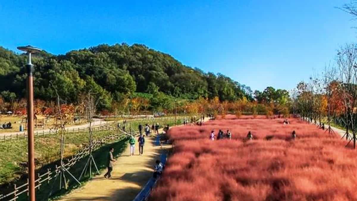 약양생태공원 핑크뮬리