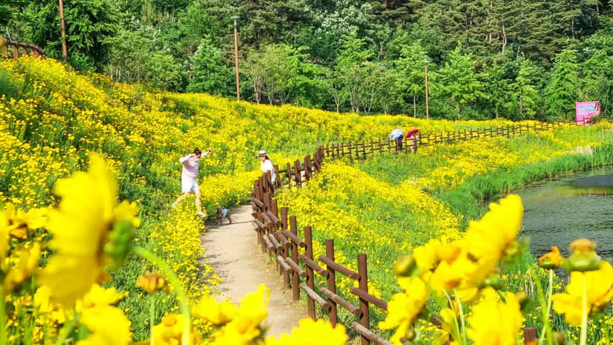 금계국 산책로