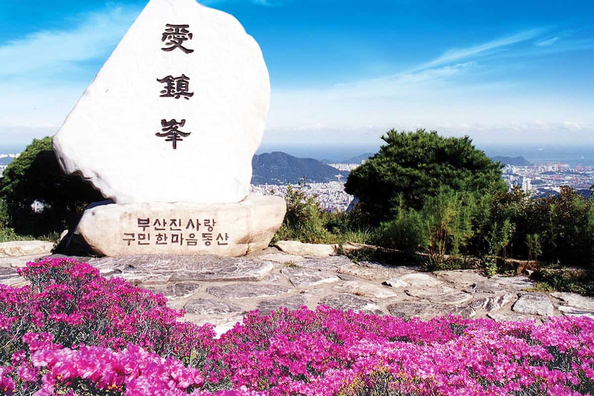 부산 백양산 분홍빛 철쭉 동산 부산 백양산 분홍빛 철쭉 동산