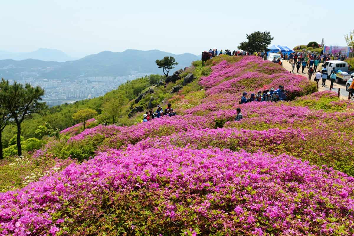 부산 백양산 분홍빛 철쭉 동산 전경 부산 백양산 분홍빛 철쭉 동산 전경