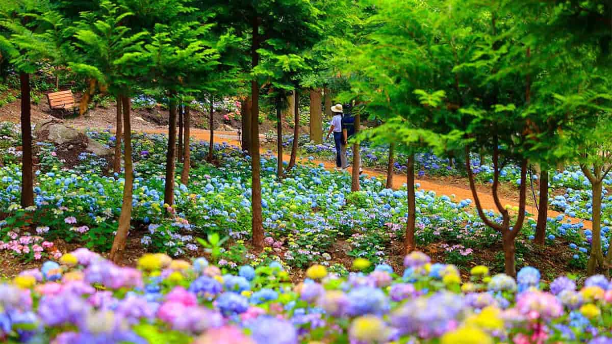 윤제림 수국 윤제림 수국