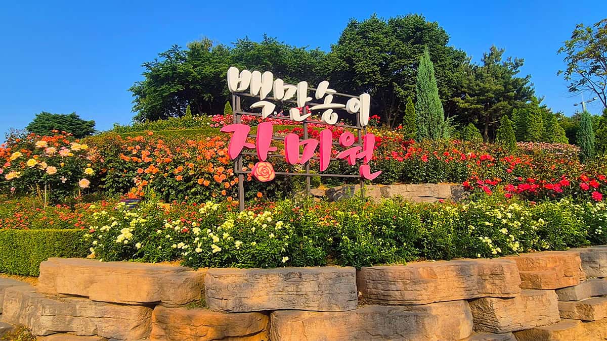 백만송이 장미원 백만송이 장미원