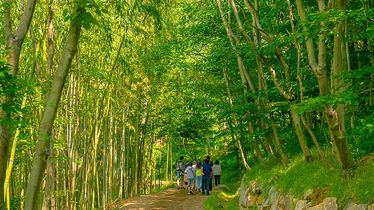 부산 아홉산 대나무숲 부산 아홉산 대나무숲