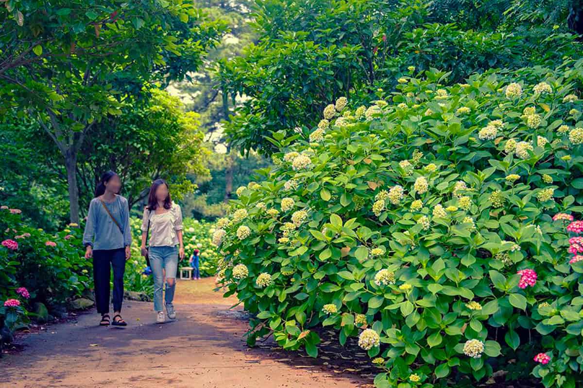 태종대 수국 산책길 태종대 수국 산책길