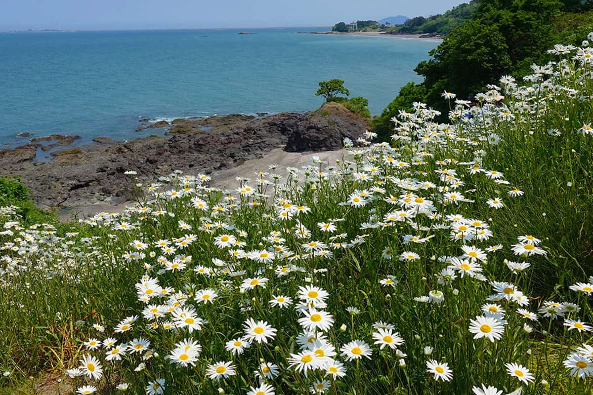 부안 변산 마실길 데이지 바다 부안 변산 마실길 데이지 바다