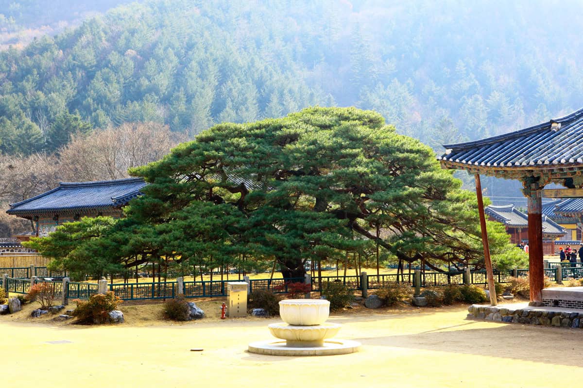 청도 운문사 풍경 청도 운문사 풍경