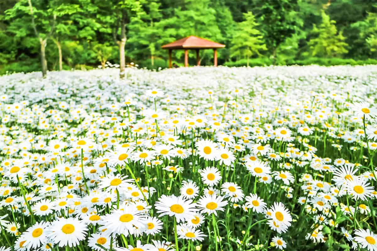 함안 악양생태공원 샤스타데이지 포토존 함안 악양생태공원 샤스타데이지 포토존