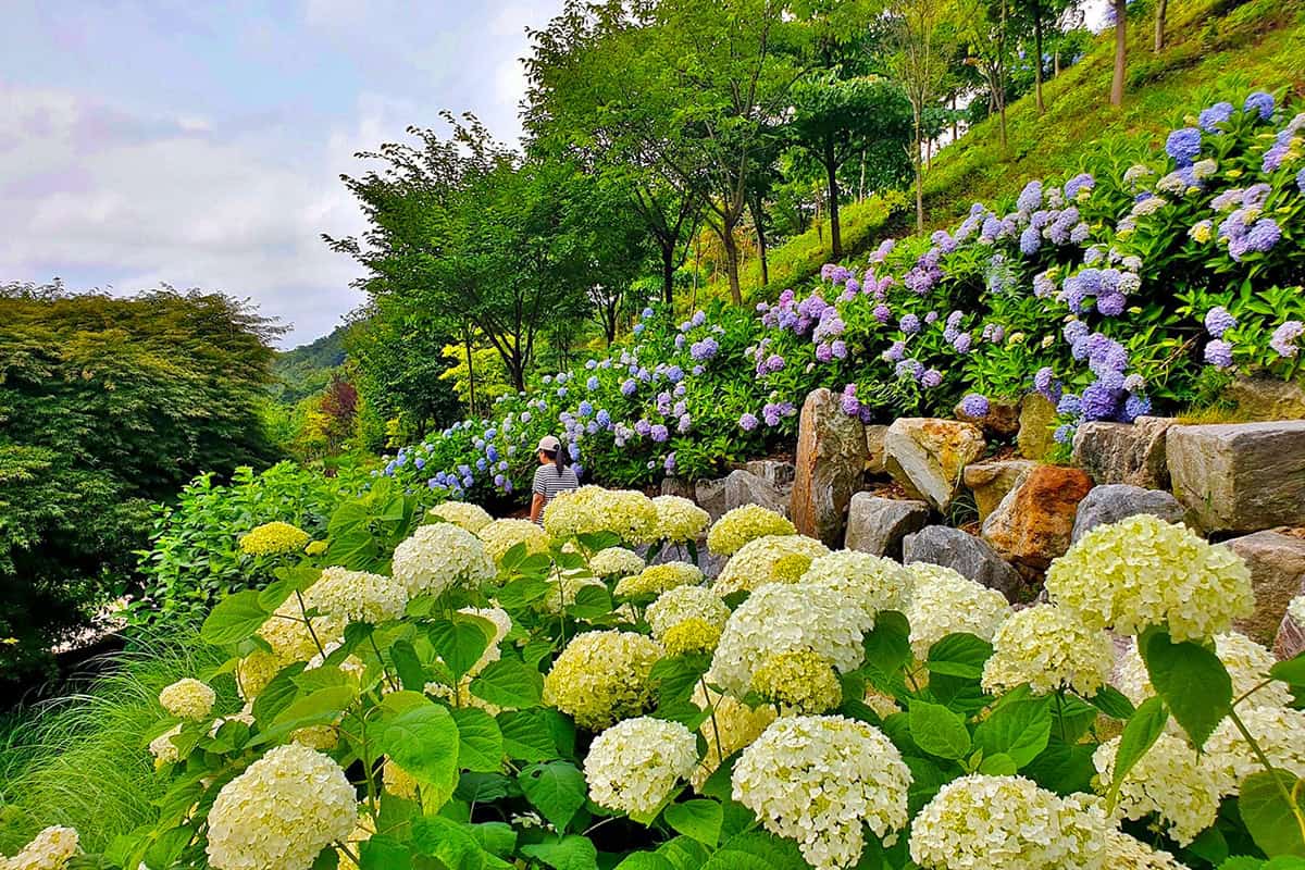 당진 삼선산수목원 당진 삼선산수목원