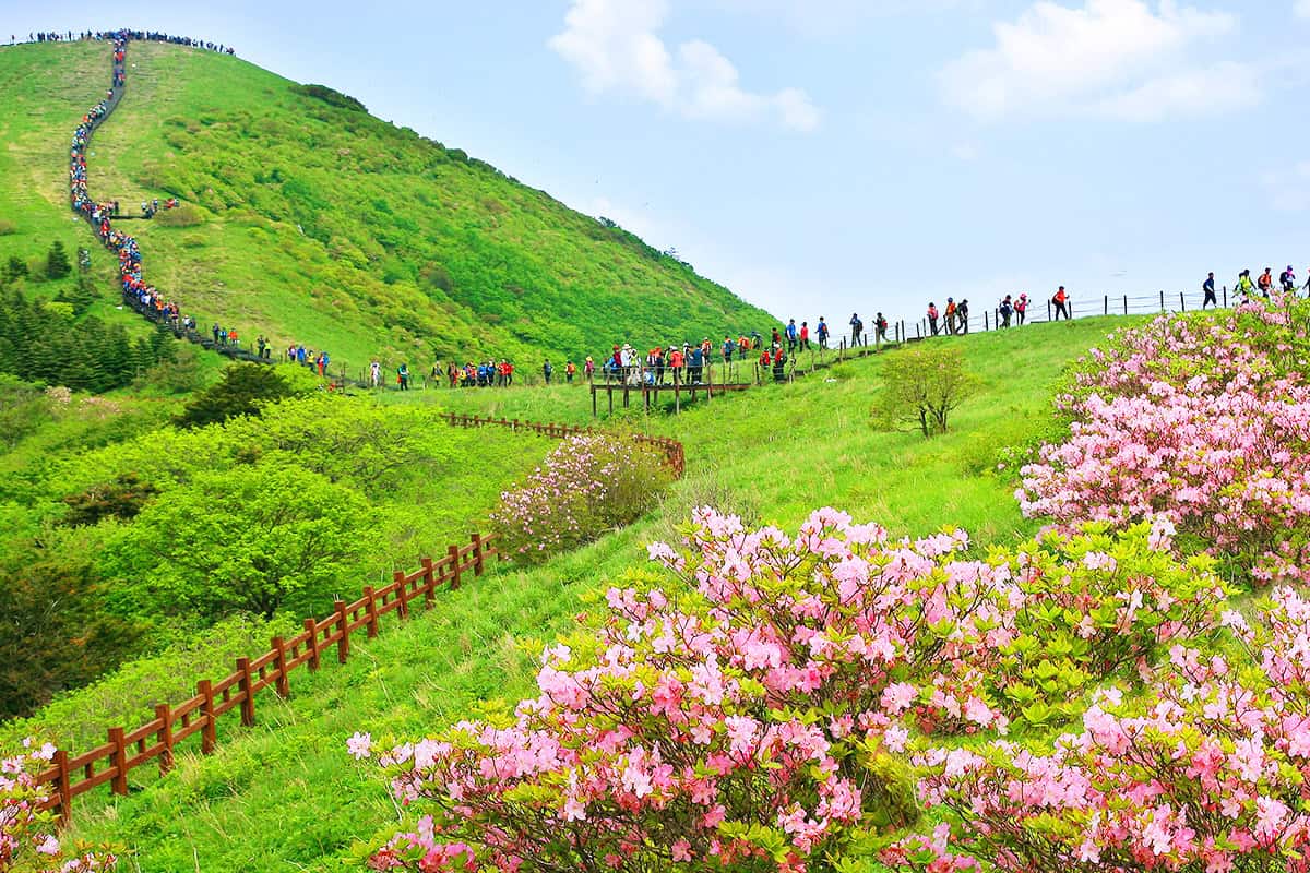 단양 철쭉제 단양 철쭉제