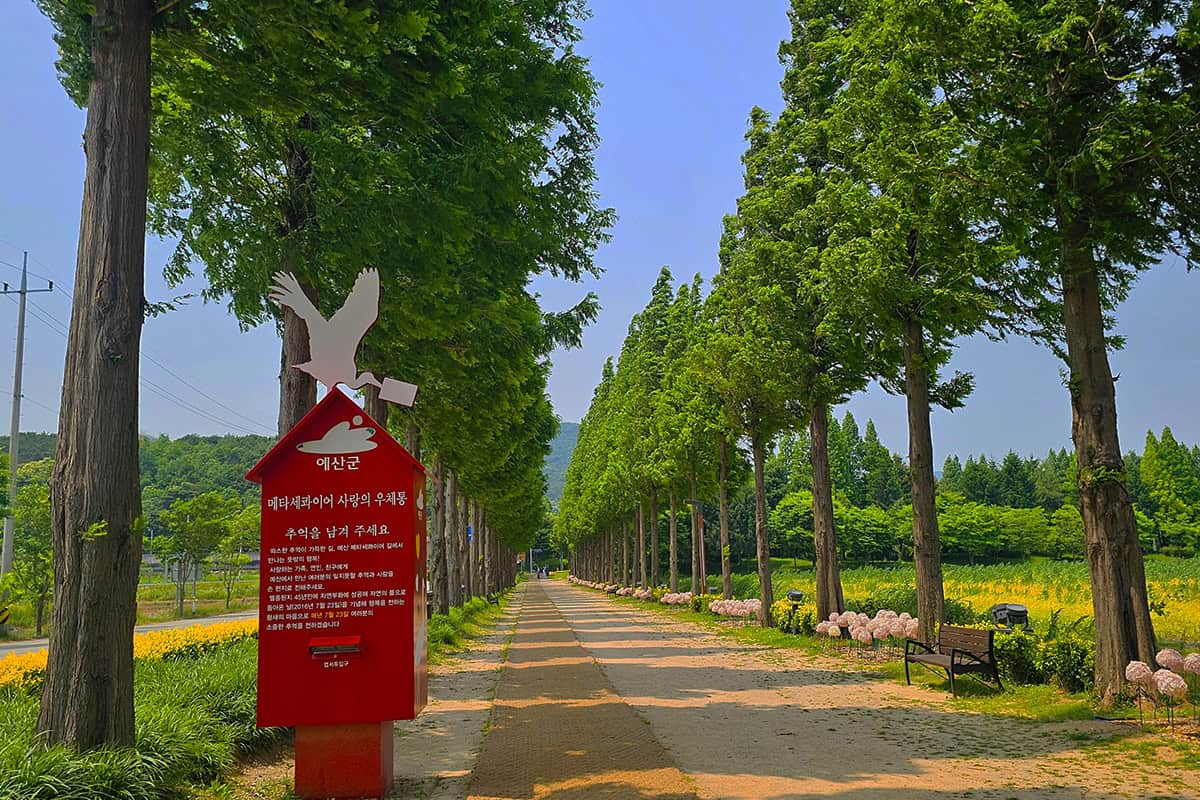 덕산 메타세쿼이아길 빨간 우체통