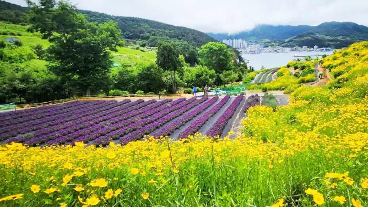 거제 지세포진성 라벤더와 금계국 거제 지세포진성 라벤더와 금계국