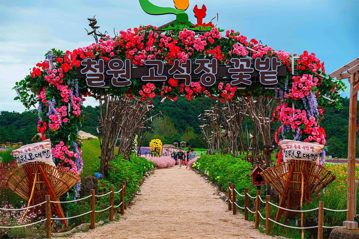 철원 고석정 꽃밭 철원 고석정 꽃밭
