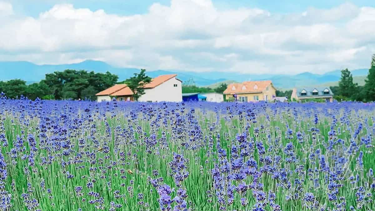 고성 하늬라벤더팜 풍경