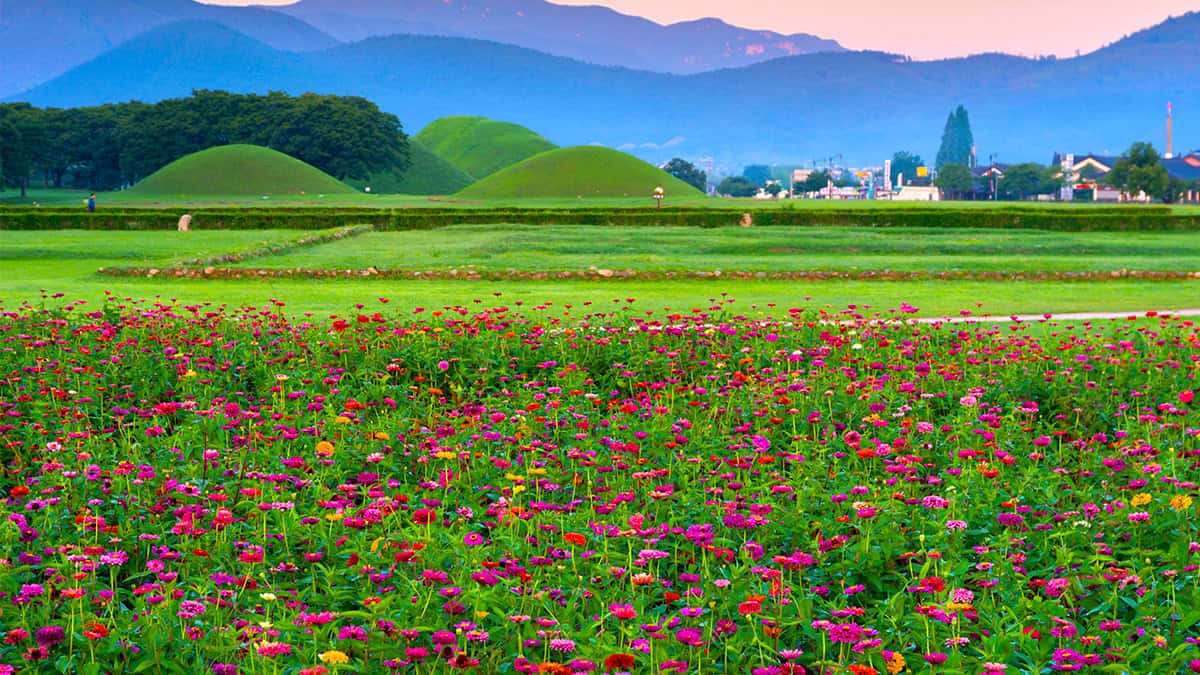 경주 백일홍