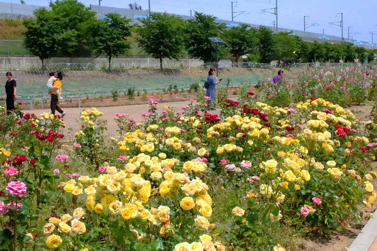 경산 장미공원 노란장미 경산 장미공원 노란장미