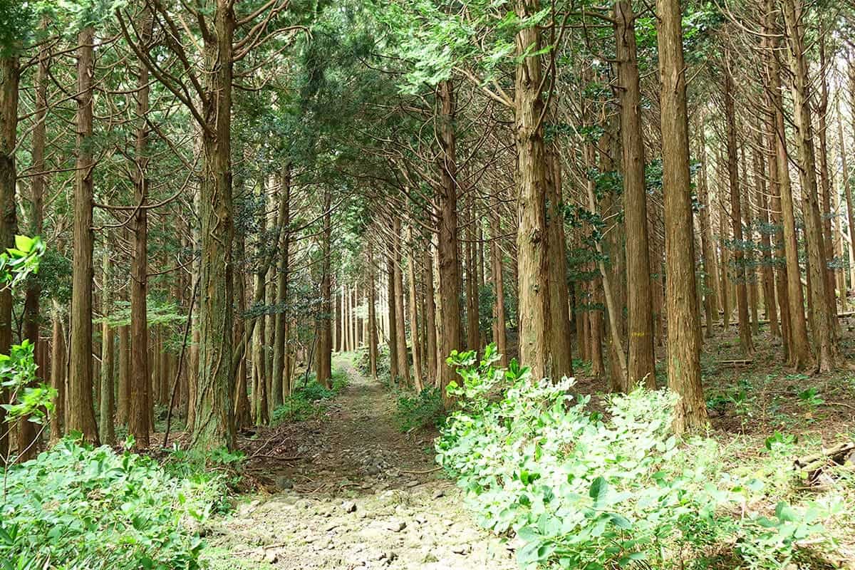한라산둘레길 동백숲길 한라산둘레길 동백숲길