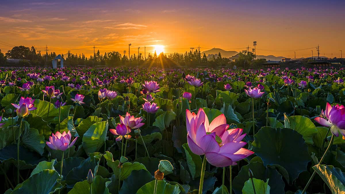 함안 연꽃 노을 함안 연꽃 노을